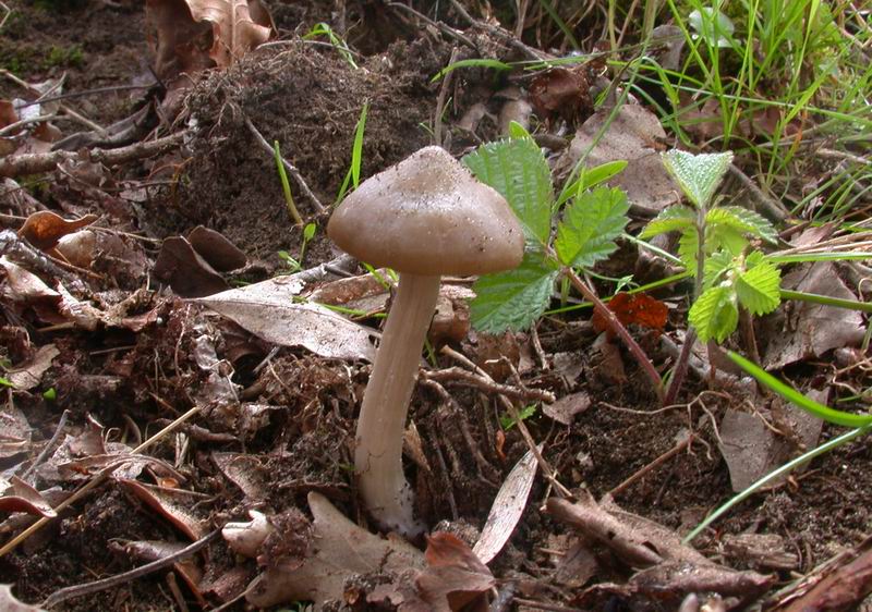 Mycoflora  toscana - Che grande soddisfazione....